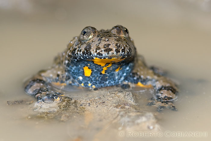 Ululone appenninico Bombina pachypus